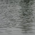 Szarvas 028